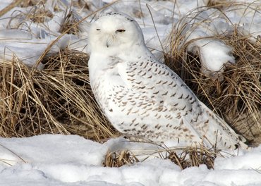 Snowy owl