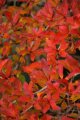 001-IMG_4733.JPG.small.jpeg